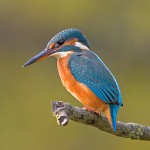 Eisvogel (c) Andreas Trepte; 2013 aus Wikipedia