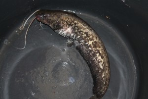 IMG_0075